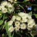 White eucalyptus flowers in bloom among green leaves.