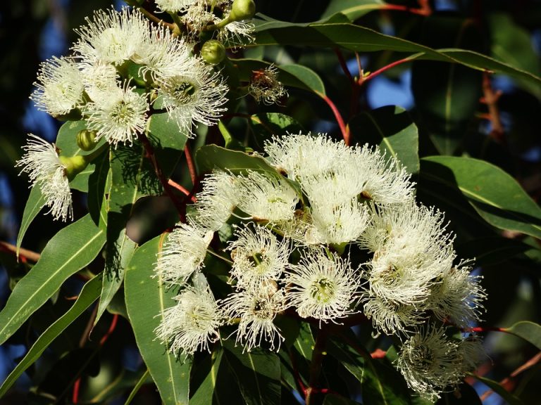 White eucalyptus flowers in bloom among green leaves.