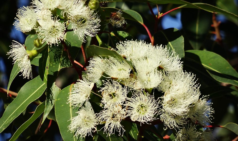 White eucalyptus flowers in bloom among green leaves.