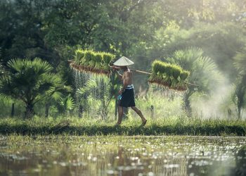 Farmer carrying rice bundles through a lush, green paddy field.