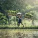 Farmer carrying rice bundles through a lush, green paddy field.