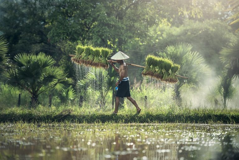 Farmer carrying rice bundles through a lush, green paddy field.