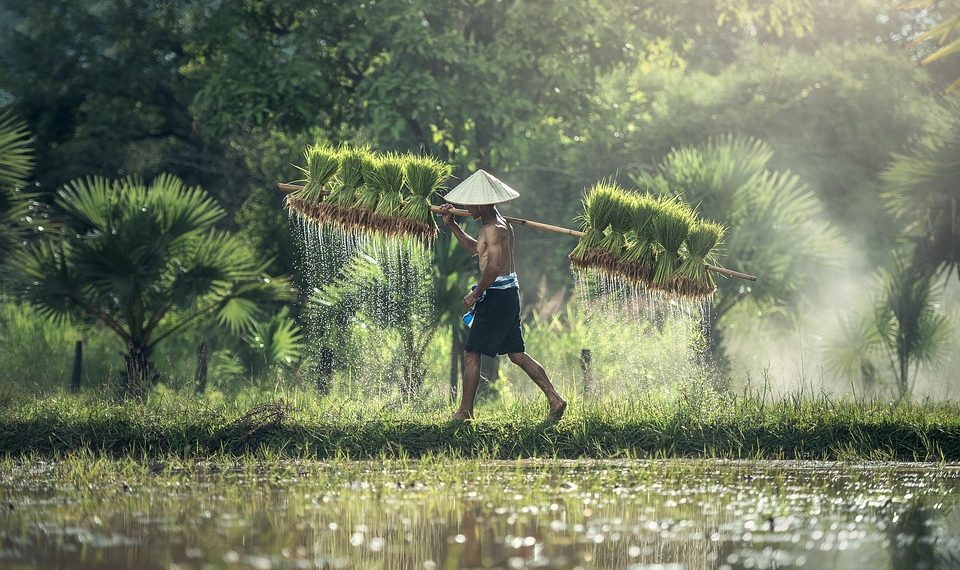 Farmer carrying rice bundles through a lush, green paddy field.