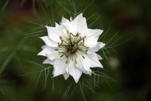White nigella flower blooming with delicate green leaves.
