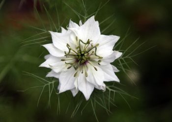White nigella flower blooming with delicate green leaves.