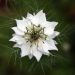 White nigella flower blooming with delicate green leaves.