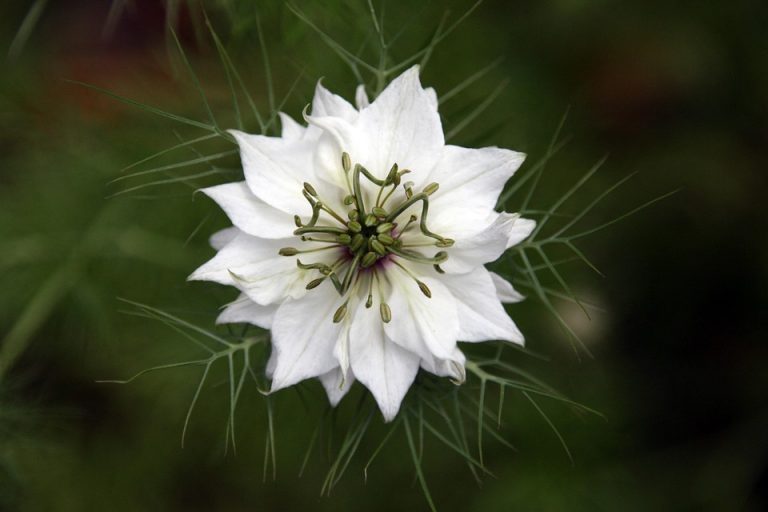 White nigella flower blooming with delicate green leaves.