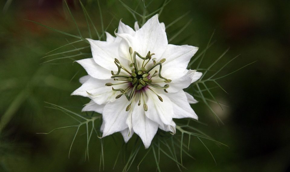 White nigella flower blooming with delicate green leaves.