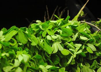 Fresh fenugreek leaves piled up with vibrant green color.