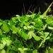 Fresh fenugreek leaves piled up with vibrant green color.