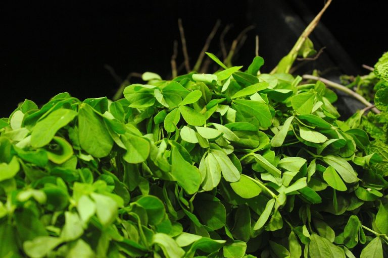 Fresh fenugreek leaves piled up with vibrant green color.