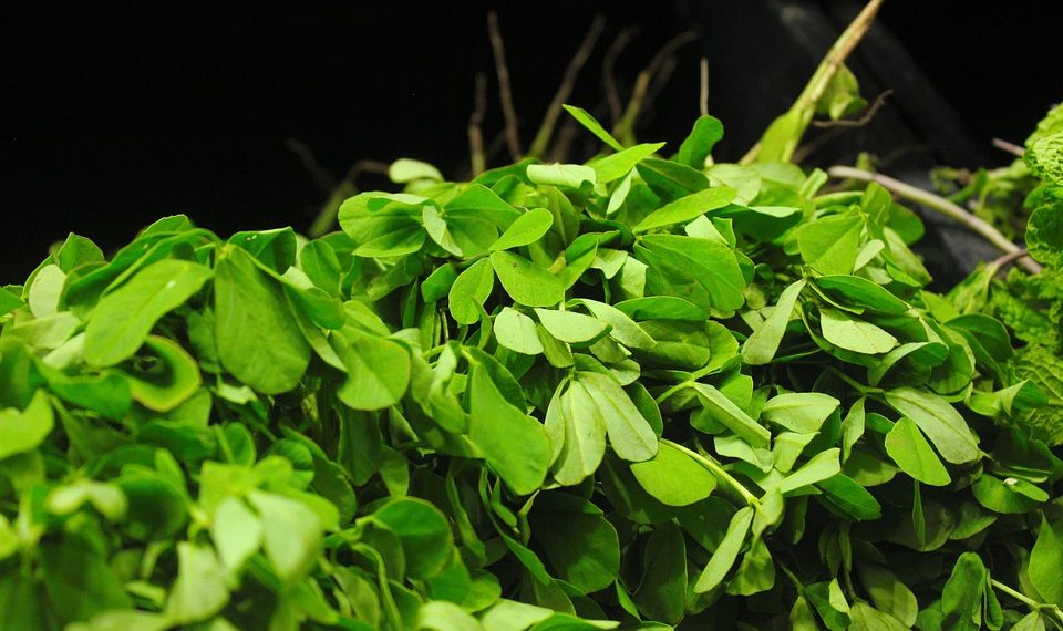 Fresh fenugreek leaves piled up with vibrant green color.