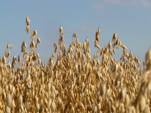 Golden oat field swaying under clear blue sky.
