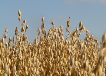Golden oat field swaying under clear blue sky.
