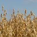 Golden oat field swaying under clear blue sky.
