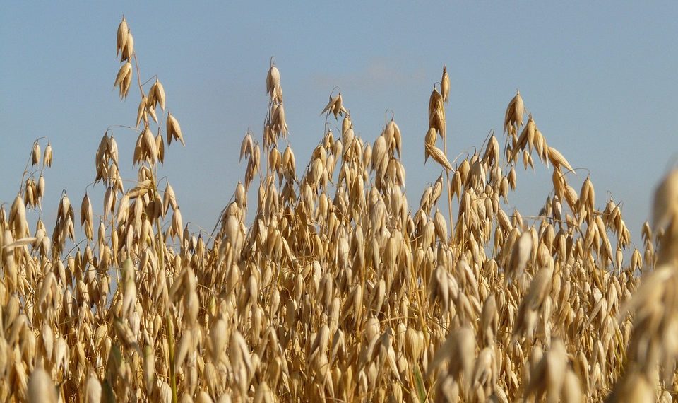 Golden oat field swaying under clear blue sky.