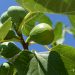 Unripe figs on a tree branch with green leaves.