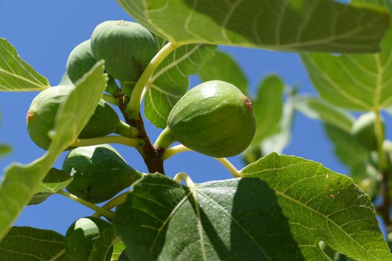 Unripe figs on a tree branch with green leaves.