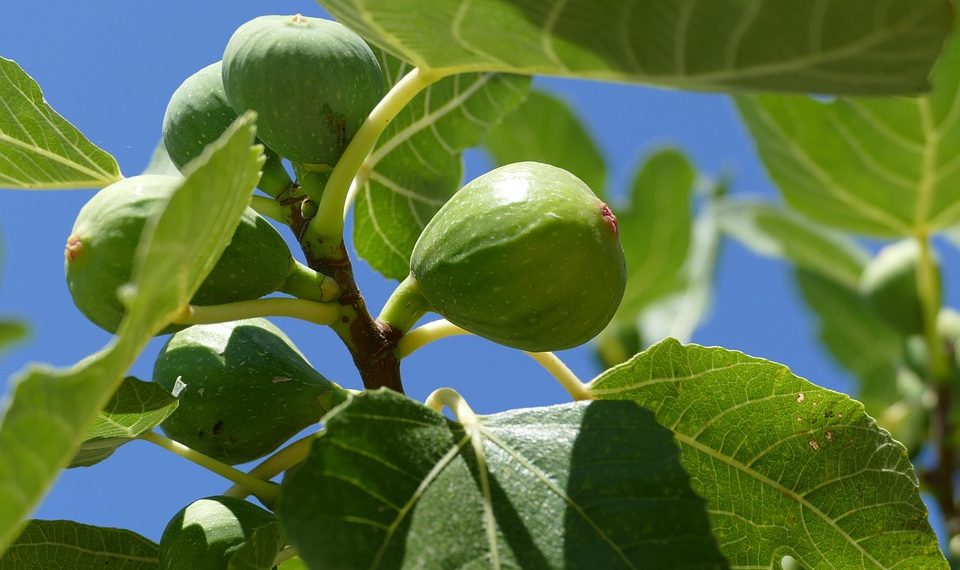 Unripe figs on a tree branch with green leaves.