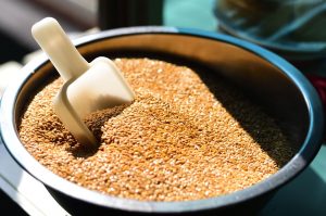 Scoop in a bowl of wheat grains under sunlight.