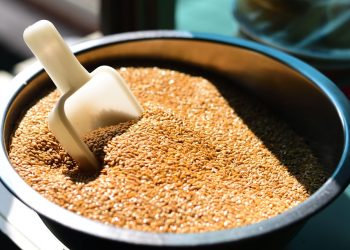 Scoop in a bowl of wheat grains under sunlight.