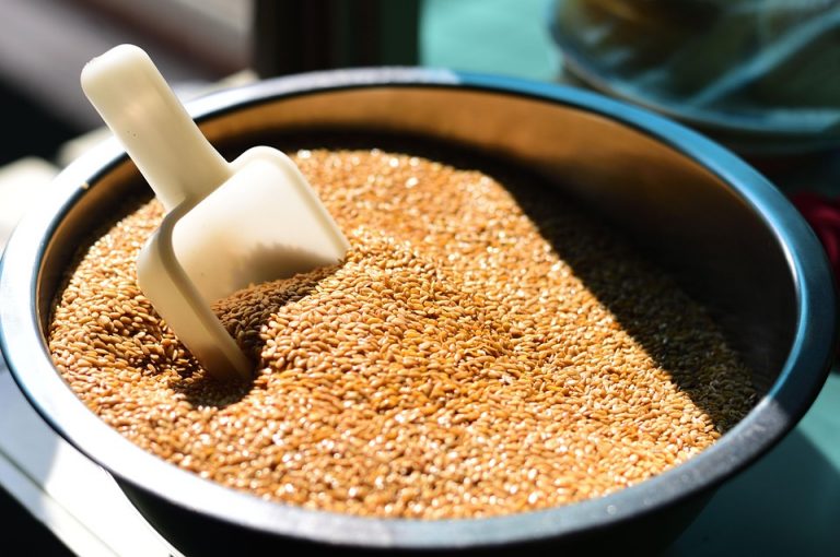 Scoop in a bowl of wheat grains under sunlight.