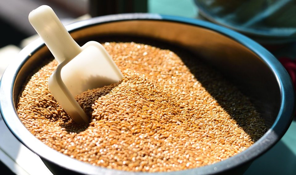 Scoop in a bowl of wheat grains under sunlight.