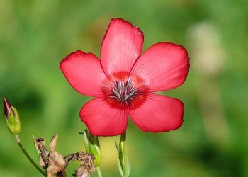 Red flower blooming with vibrant petals.