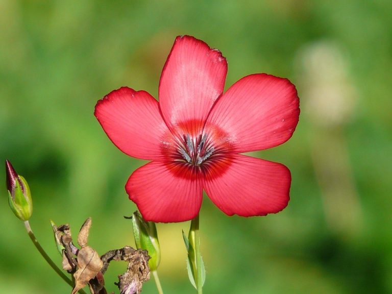 Red flower blooming with vibrant petals.