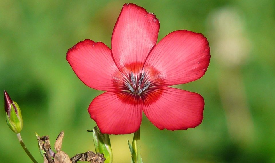 Red flower blooming with vibrant petals.