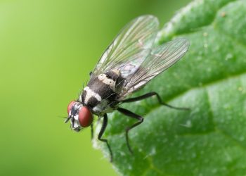 Housefly resting on a green leaf, showcasing detailed wings.