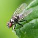 Housefly resting on a green leaf, showcasing detailed wings.