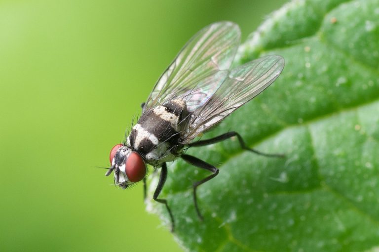 Housefly resting on a green leaf, showcasing detailed wings.