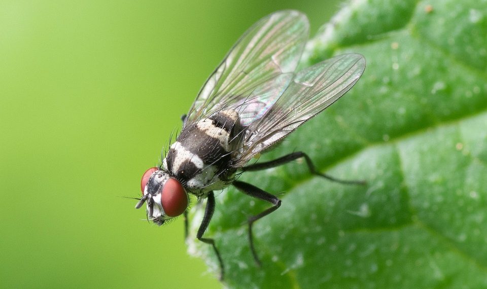 Housefly resting on a green leaf, showcasing detailed wings.