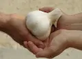 Hands exchanging a bulb of garlic.