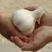 Hands exchanging a bulb of garlic.