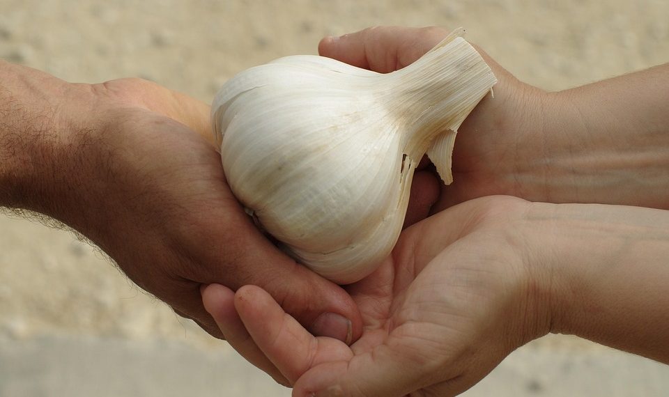 Hands exchanging a bulb of garlic.