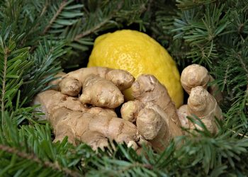 Fresh ginger and lemon surrounded by green pine branches.