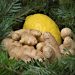 Fresh ginger and lemon surrounded by green pine branches.