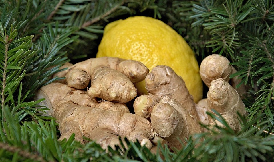 Fresh ginger and lemon surrounded by green pine branches.