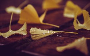 Wet ginkgo leaves on wooden surface with raindrops.