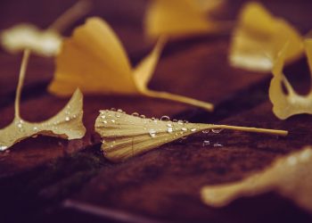 Wet ginkgo leaves on wooden surface with raindrops.