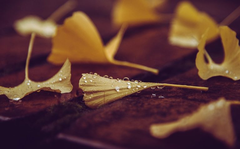 Wet ginkgo leaves on wooden surface with raindrops.