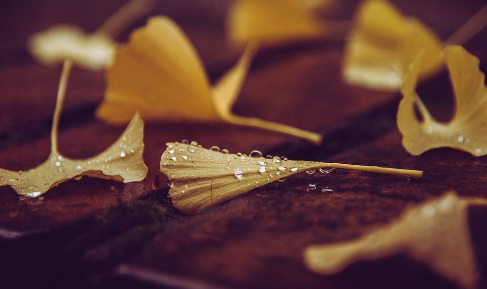 Wet ginkgo leaves on wooden surface with raindrops.