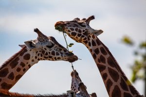 Giraffes eating leaves from a tree branch together