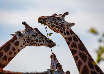 Giraffes eating leaves from a tree branch together
