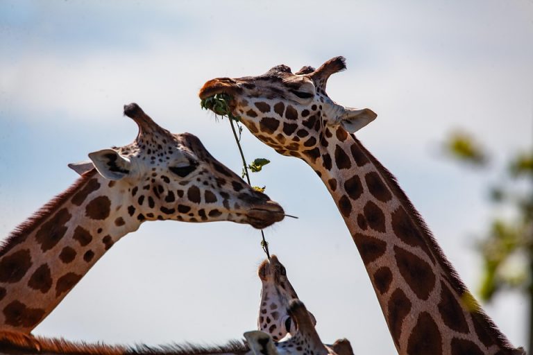Giraffes eating leaves from a tree branch together