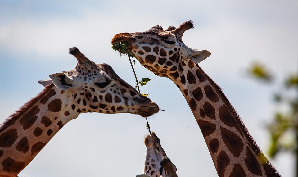 Giraffes eating leaves from a tree branch together