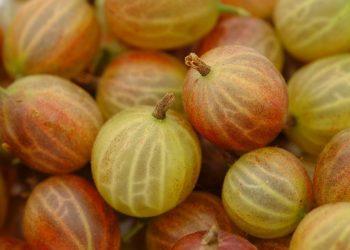 Ripe gooseberries with striped skin clustered together.