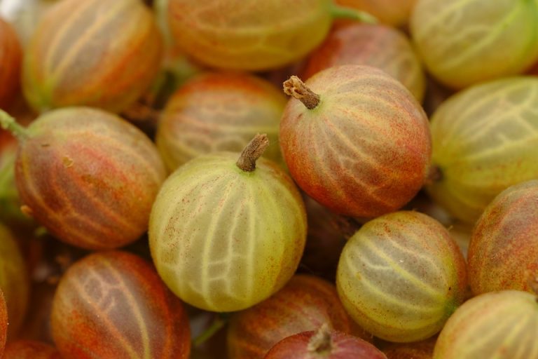 Ripe gooseberries with striped skin clustered together.